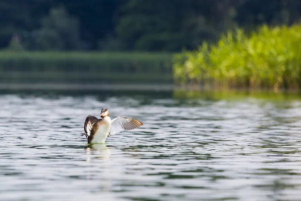 Grote kuif grebe, Podiceps cristatus — Stockfoto