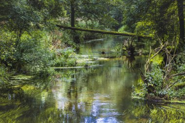 Nehir siyah Hancza. Suwalszczyzna. Polonya