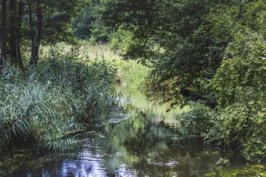 Nehir siyah Hancza. Suwalsczyzna. Polonya