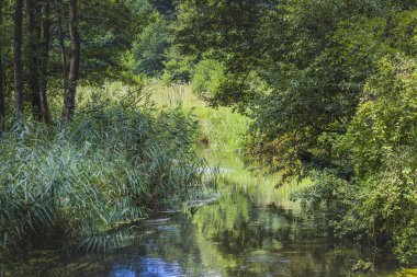 Nehir siyah Turtul Hancza. Polonya