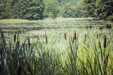 Nehir siyah Turtul Hancza. Polonya