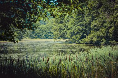 Nehir siyah Turtul Hancza. Polonya