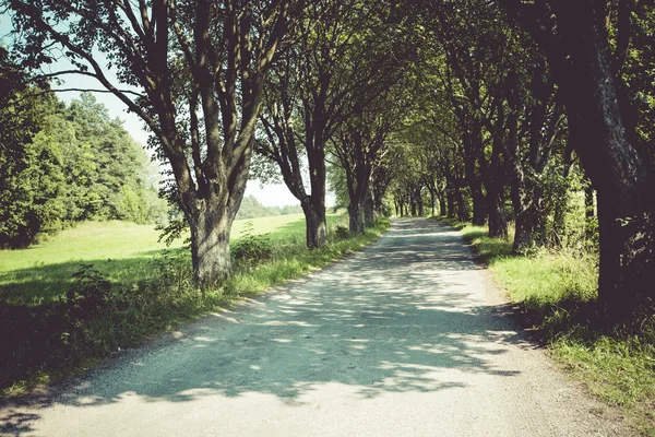 The way in forest — Stock Photo, Image