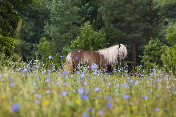 Hest, Suwalszczyzna, Polen - Stock-foto