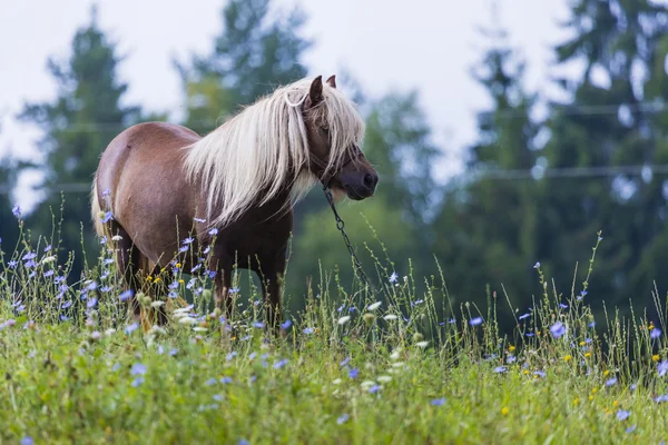 Paard, Suwalszczyzna, Polen — Stockfoto