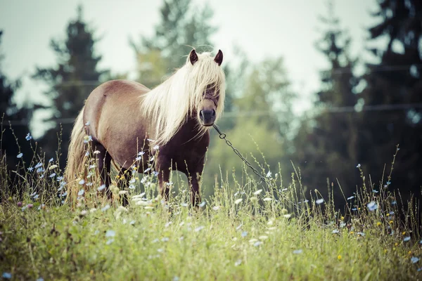 Paard, Suwalszczyzna, Polen — Stockfoto