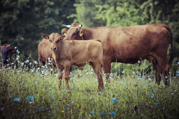 Kuh mit Kalb im Gras, suwalszczyzna, poland. — Stockfoto