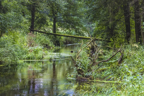 River Black Hancza. suwalszczyzna. Polen — Stockfoto