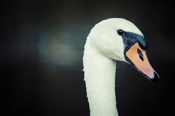 Primer plano de la cabeza del cisne mirando — Foto de Stock