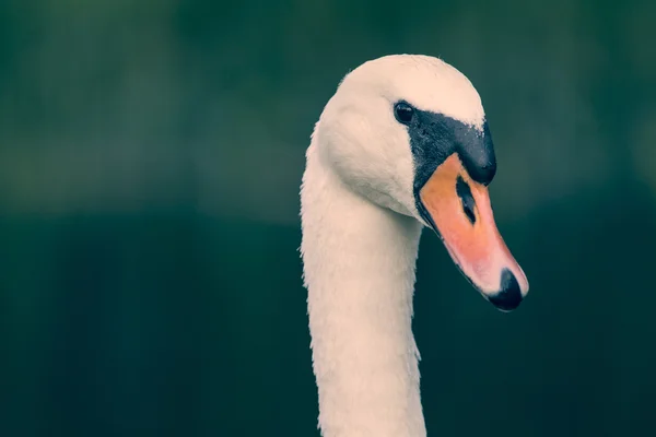 Close-up de cabeça de cisne olhando — Fotografia de Stock