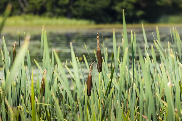 Acorus - cattail bush, Suwalki, Poland. — Stock Photo, Image