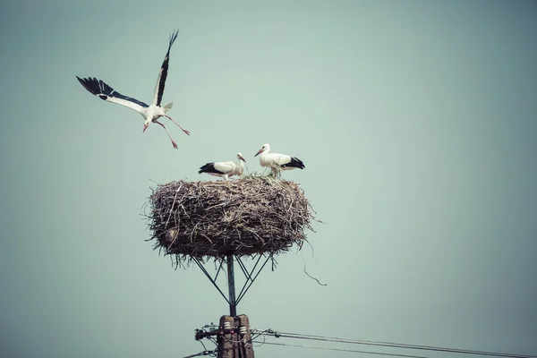 Ooievaar met baby vogels in het nest, Polen. — Stockfoto