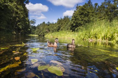 Siyah Hancza Nehri üzerinde Polonya Kayak