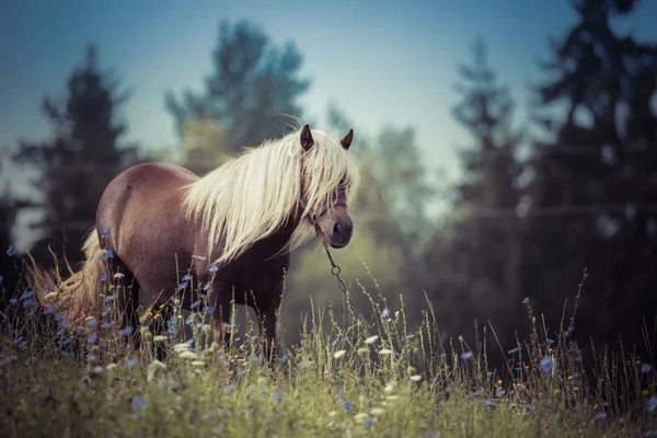 Horse, Suwalszczyzna, Poland — Stock Photo, Image