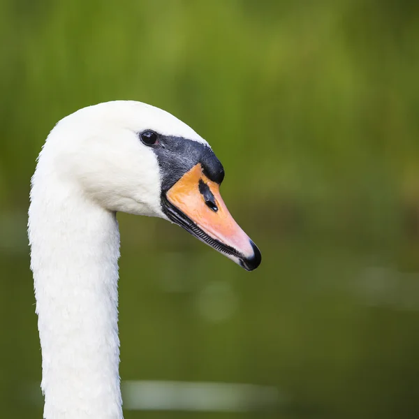 Primer plano de la cabeza del cisne mirando — Foto de Stock