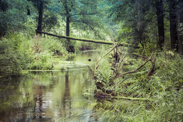 Nehir siyah Hancza. Suwalsczyzna. Polonya — Stok fotoğraf