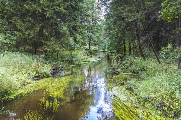 River Black Hancza. Suwalsczyzna. Polonia — Foto de Stock
