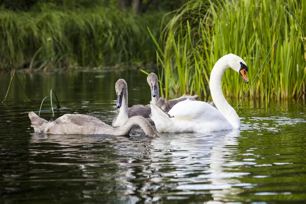 Young swans are swimming together in the Hancza River, Poland.