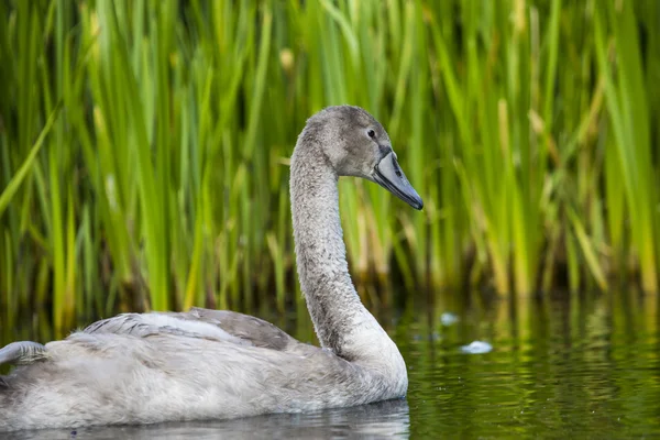 Young swans are swimming together in the Hancza River, Poland. — Stock Photo, Image