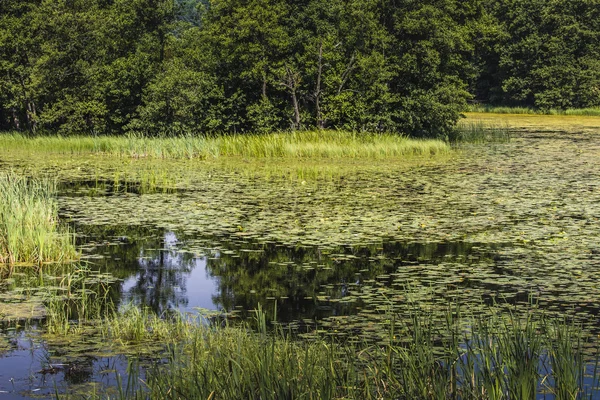 Il fiume Black Hancza a Turtul. Polonia — Foto Stock