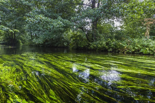 Rospuda Nehri üzerinde Polonya Kayak — Stok fotoğraf