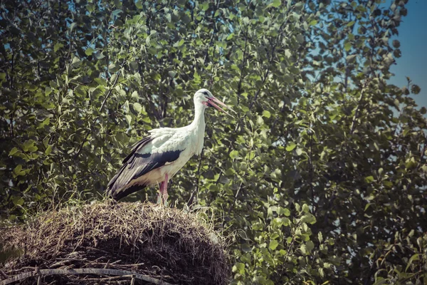 Πελαργός όμορφο πουλί που φωτογραφήθηκε στην Πολωνία — Φωτογραφία Αρχείου
