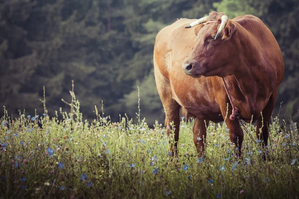 Krávy s teletem na trávě, Suwalszczyzna, Polsko. — Stock fotografie