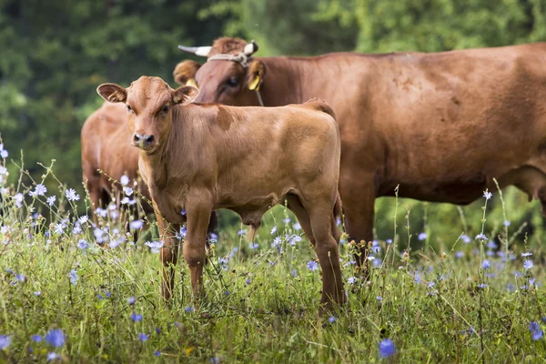 Krávy s teletem na trávě, Suwalszczyzna, Polsko. — Stock fotografie