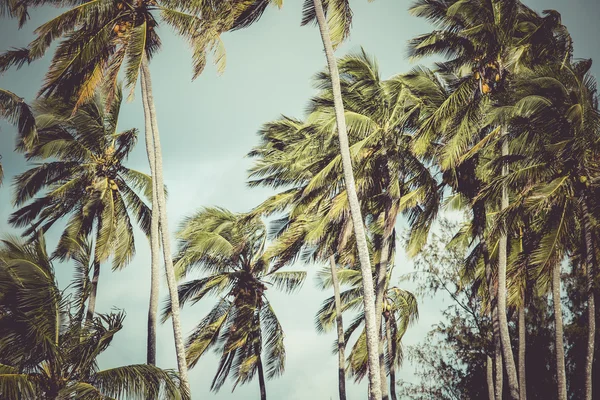 Vintage toned picture of palms silhouettes against sunrise. — Stock Photo, Image