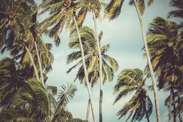 Vintage toned picture of palms silhouettes against sunrise. — Stock Photo, Image