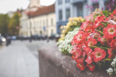 Eski şehir Litvanya Vilnius şehrinde çiçek.