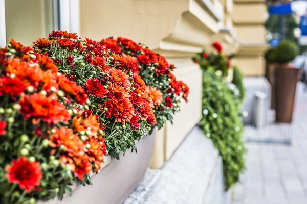 Flowers in Vilnius city in old town Lithuania. — Stock Photo, Image