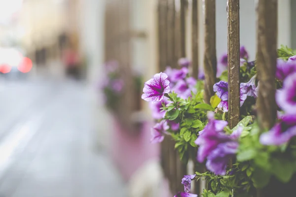 Flowers in Vilnius city in old town Lithuania. — Stock Photo, Image