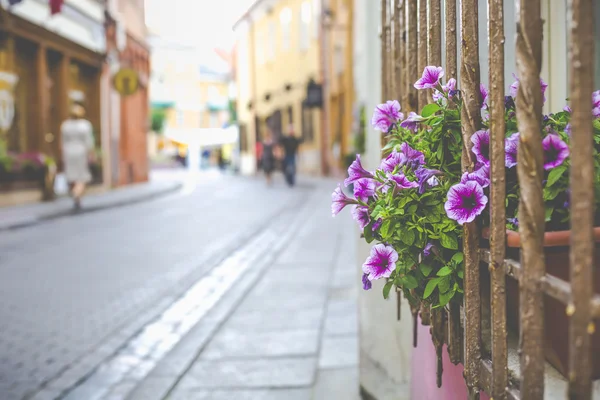 Flowers in Vilnius city in old town Lithuania. — Stock Photo, Image