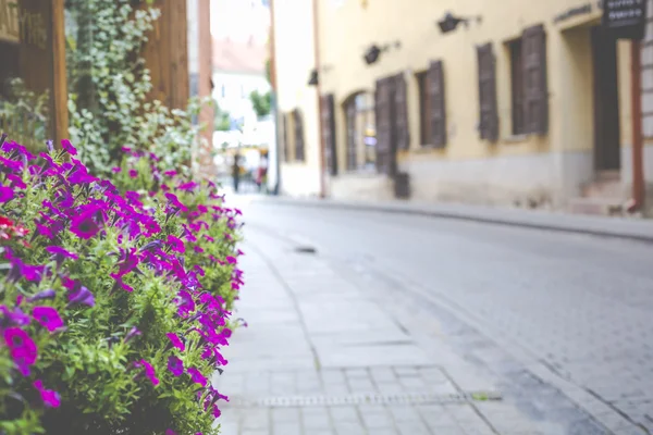 Bloemen in Vilnius stad in de oude stad Litouwen. — Stockfoto