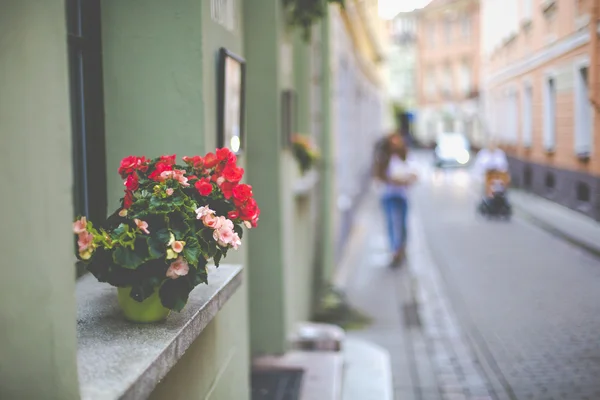 Flores em Vilnius cidade no centro histórico Lituânia . — Fotografia de Stock