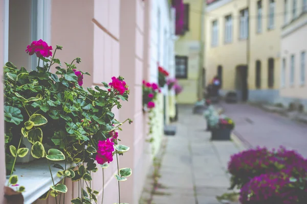 Kwiaty w Wilnie w starego miasta Litwy. — Zdjęcie stockowe
