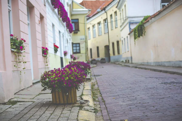 Flores en Vilna ciudad en el casco antiguo Lituania . — Foto de Stock