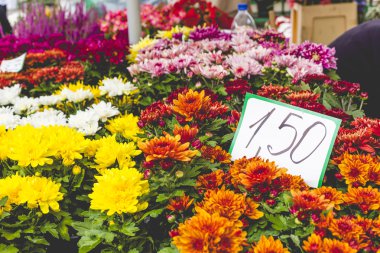 Çiçek pazarı Riga, Letonya