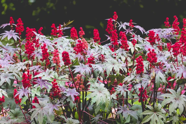 Castor olie plant met rode stekelig vruchten en kleurrijke bladeren — Stockfoto