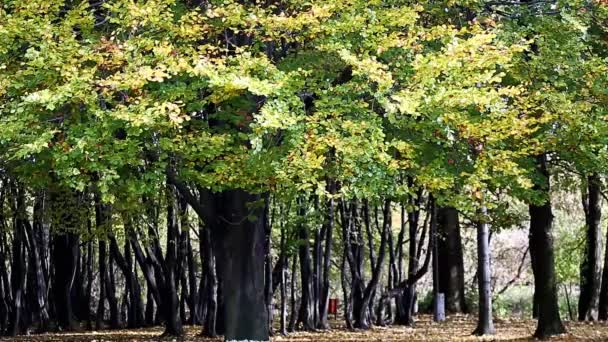 Herfst bomen laat over onscherpe achtergrond — Stockvideo