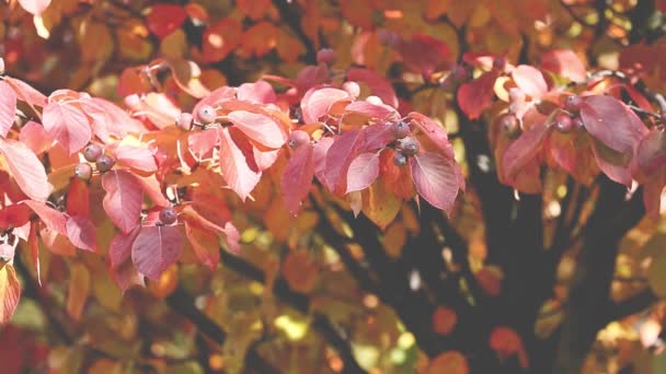 Herbst Bäume Blätter über verschwommenem Hintergrund — Stockvideo