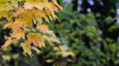 Ağaçlar sonbahar yaprakları üzerinde arka plan bulanık