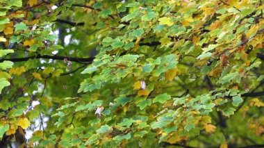 Ağaçlar sonbahar yaprakları üzerinde arka plan bulanık