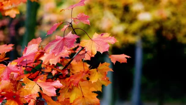 秋の木は、背景をぼかした写真の上の葉 — ストック動画