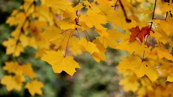 Árvores de outono Folhas sobre fundo borrado — Vídeo de Stock