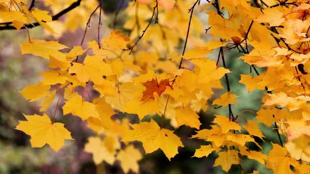 Осінні дерева Листя над розмитим тлом — стокове відео