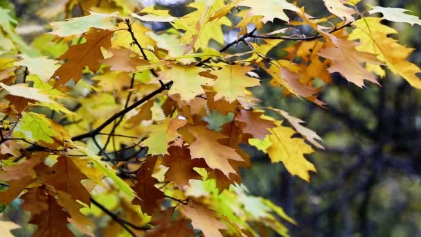 Arbres d'automne Feuilles sur fond flou 