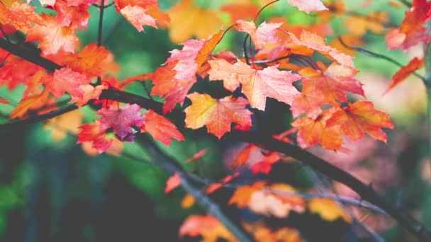 Podzimní stromy odjíždí rozmazané pozadí