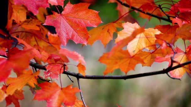 Herfst bomen laat over onscherpe achtergrond — Stockvideo